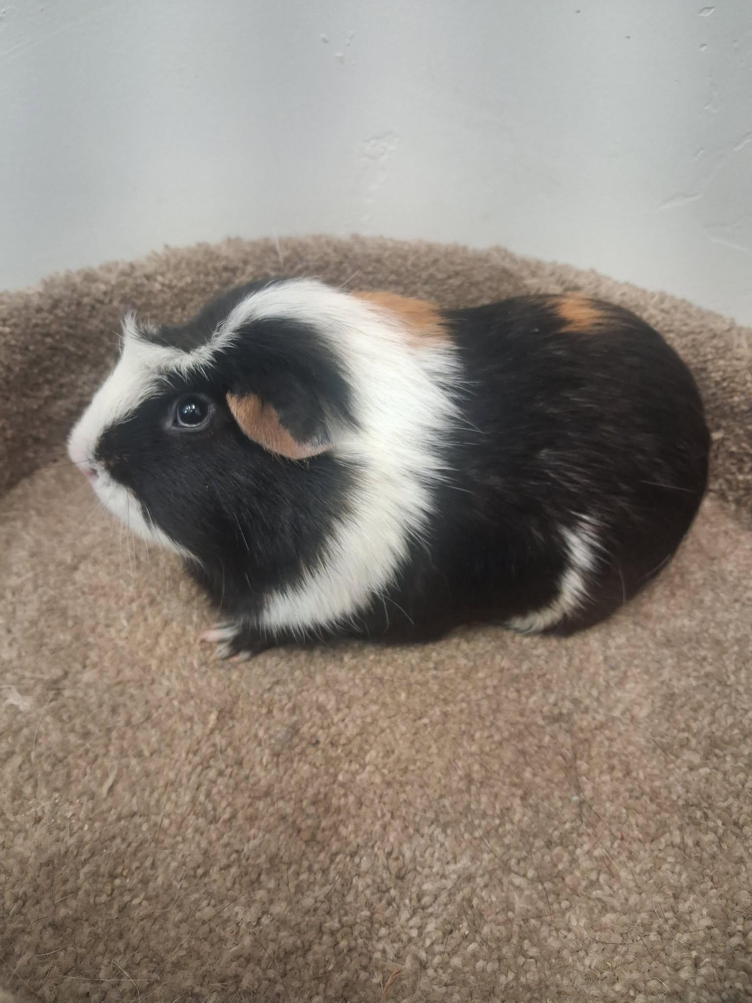 Stromboli, a ADOPTABLE Guinea Pig in Roosevelt, UT image 4/4