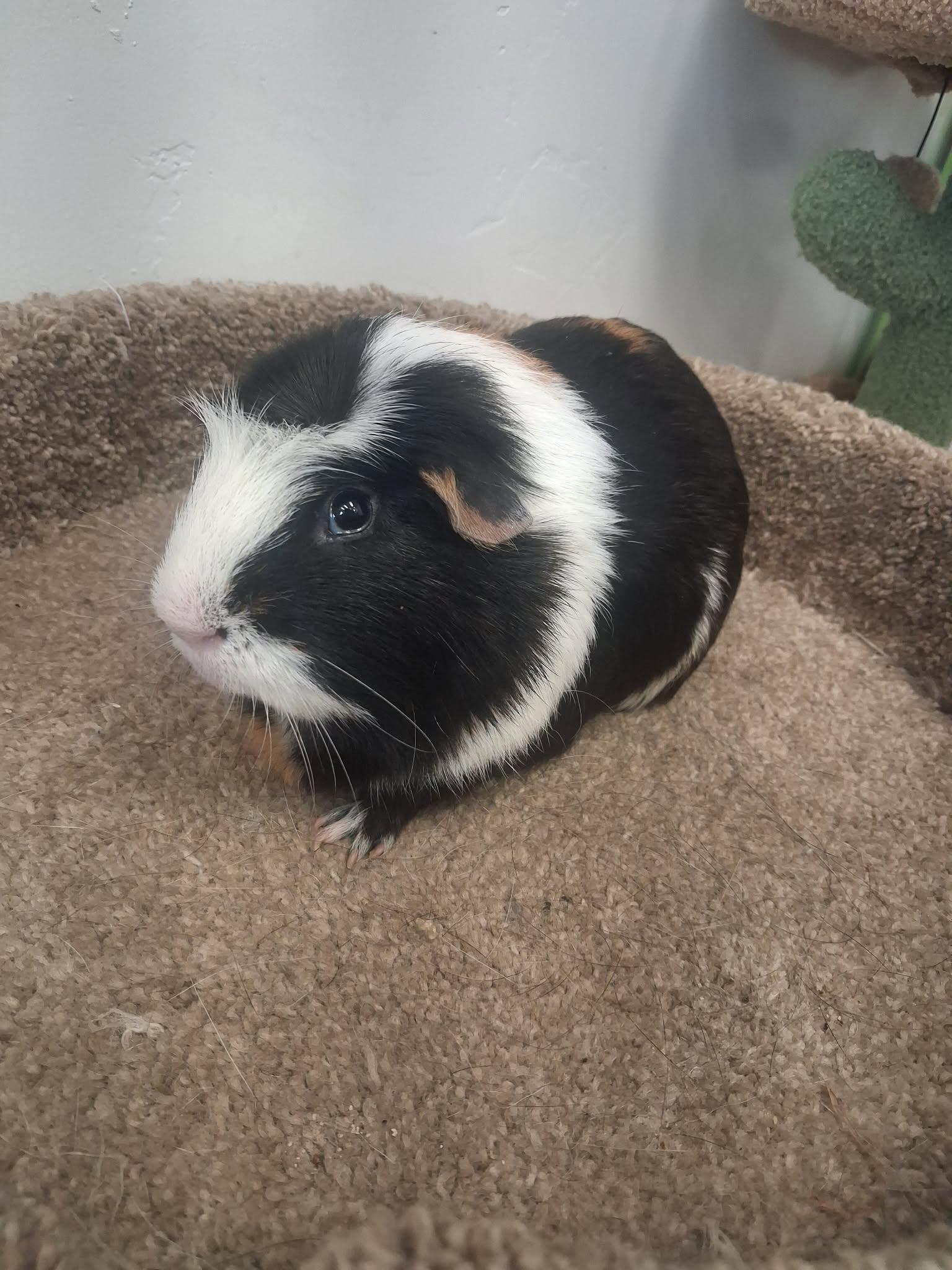 Stromboli, ADOPTABLE, Adult Male Guinea Pig.
