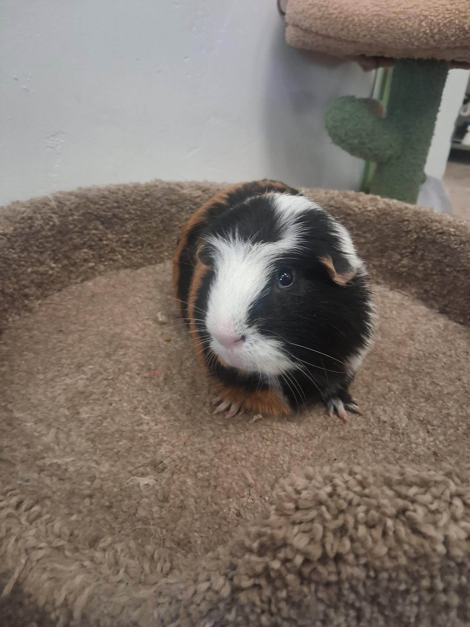 Stromboli, a ADOPTABLE Guinea Pig in Roosevelt, UT image 3/4