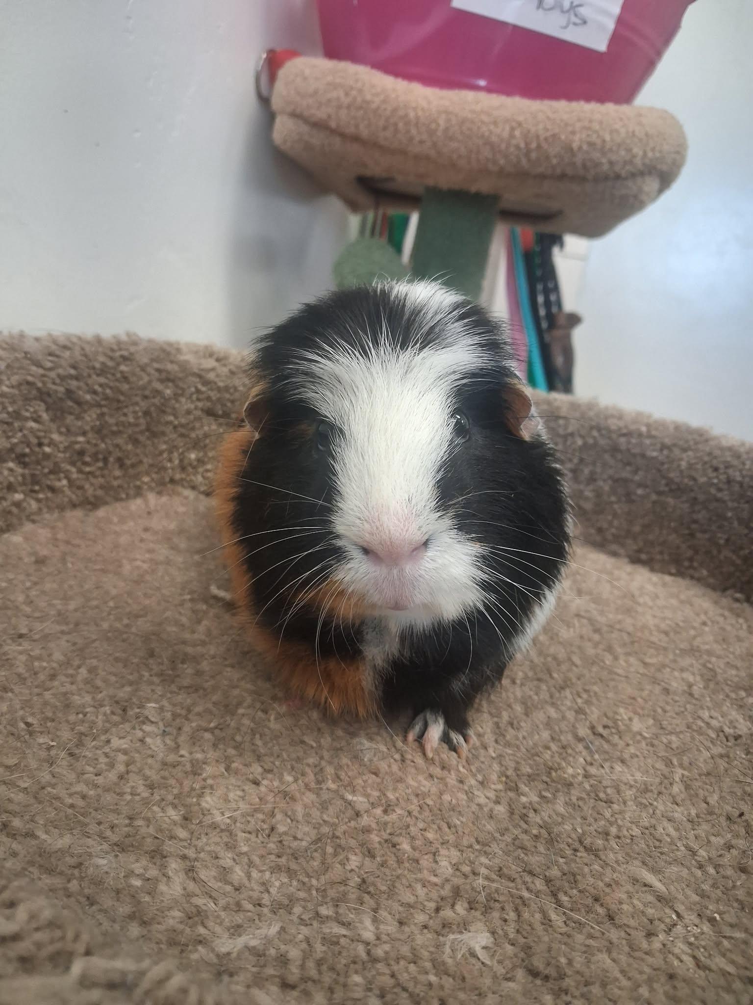 Stromboli, a ADOPTABLE Guinea Pig in Roosevelt, UT image 2/4