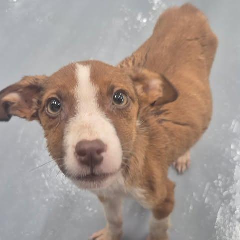 Enlarge Reba, a Adoptable mixed breed in Dover, AR image 1/3