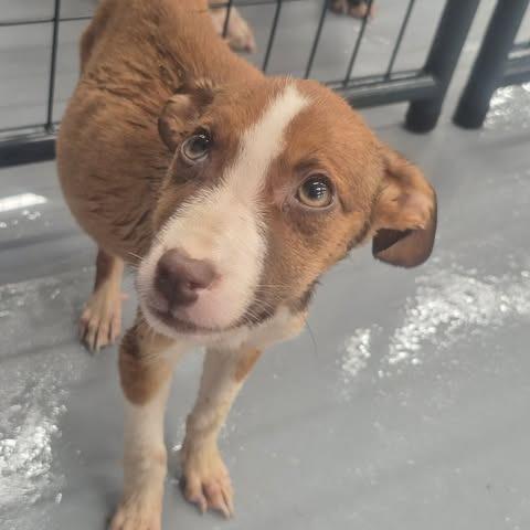 Enlarge Reba, a Adoptable mixed breed in Dover, AR image 2/3