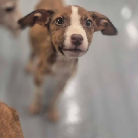 Enlarge Reba, a Adoptable mixed breed in Dover, AR image 3/3