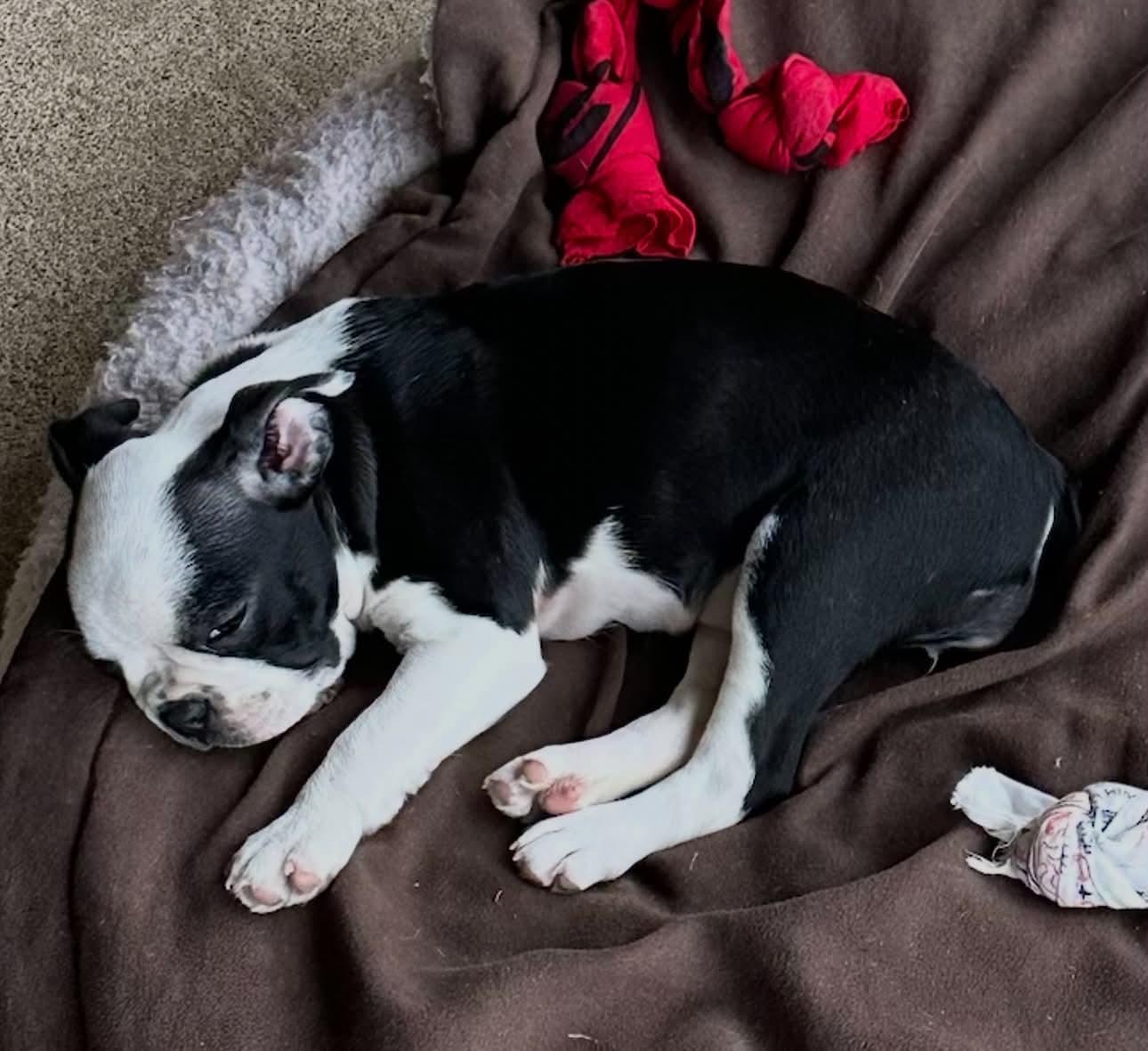 Enlarge Birdie Mae, a Adopted Boston Terrier in Muskogee, OK image 1/1