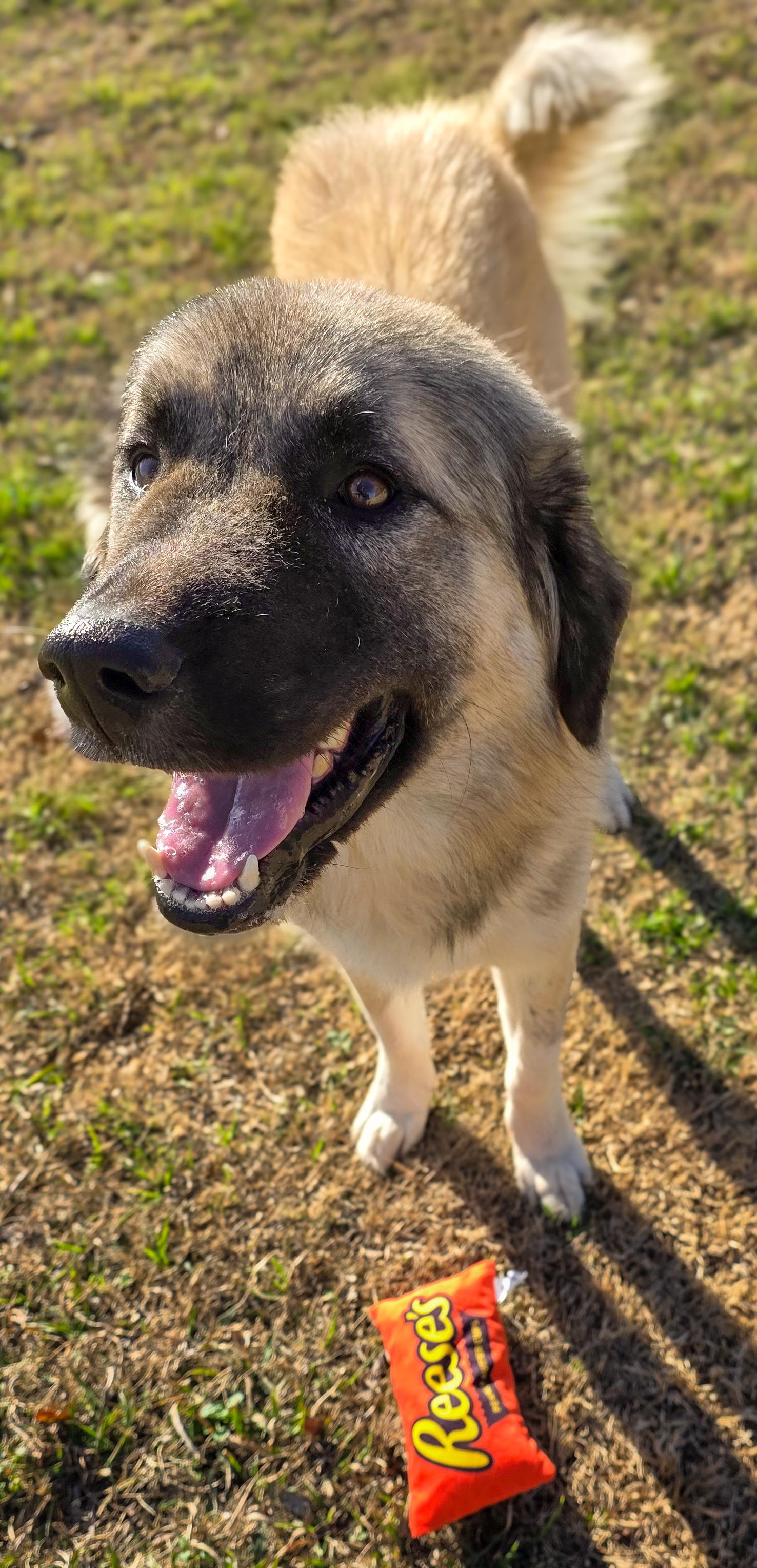 Enlarge Ray, a Adoptable Anatolian Shepherd in Ridgefield, NJ image 2/6