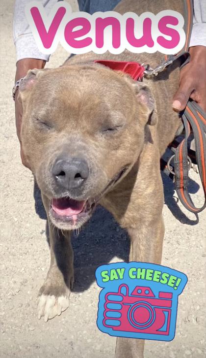 Venus, Adoptable, Young Male Mixed Breed.