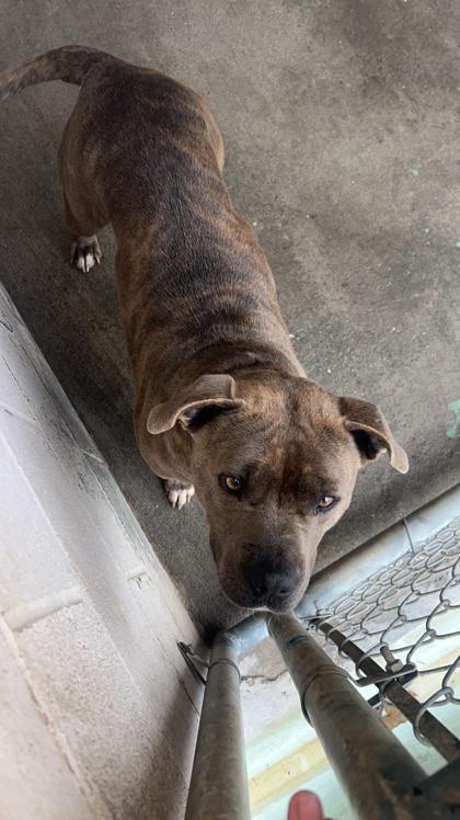 Enlarge Venus, a Adoptable Mixed Breed in Georgetown, SC image 2/2