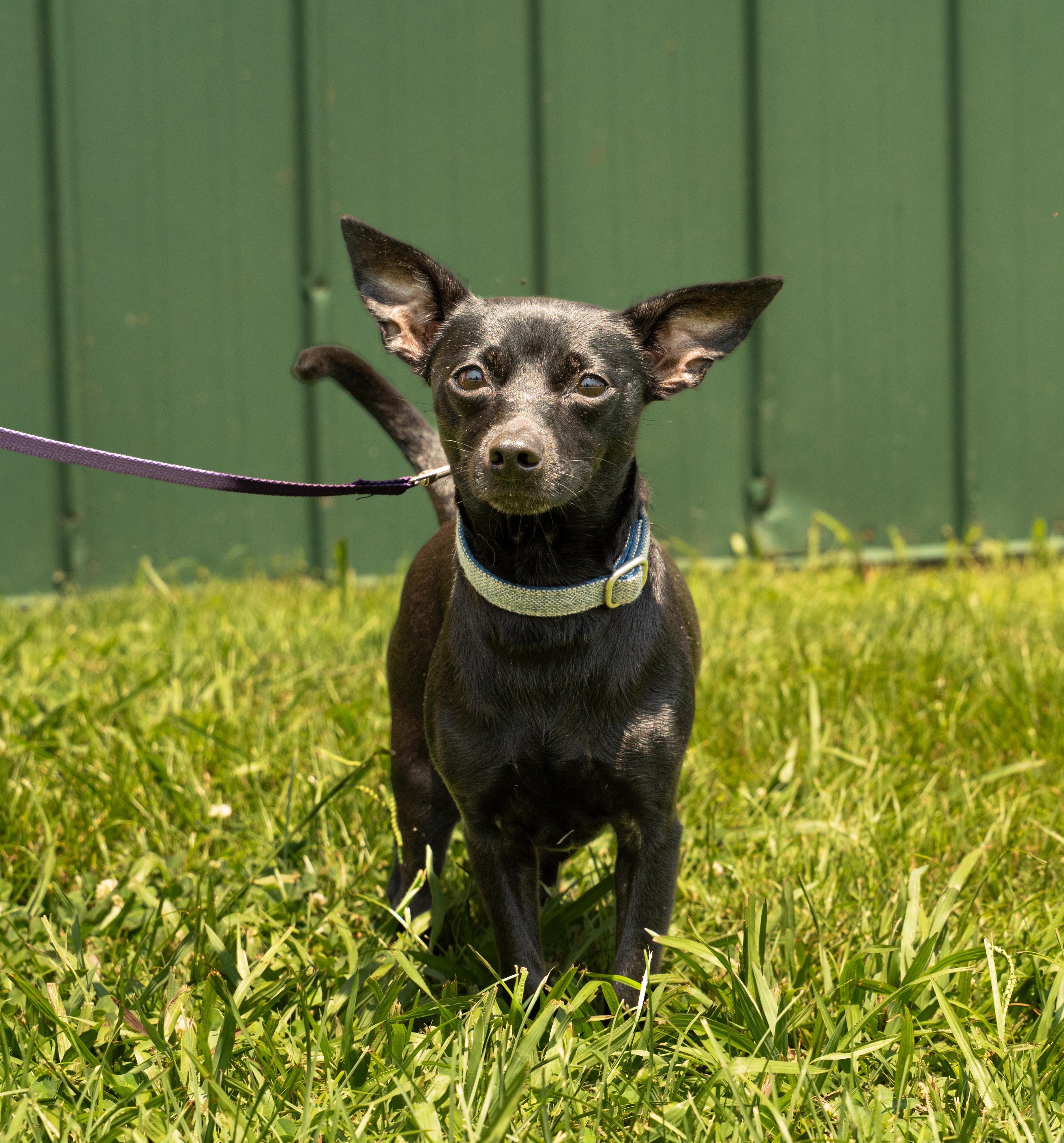Enlarge SASSY, a Adopted mixed breed in Owensboro, KY image 1/3