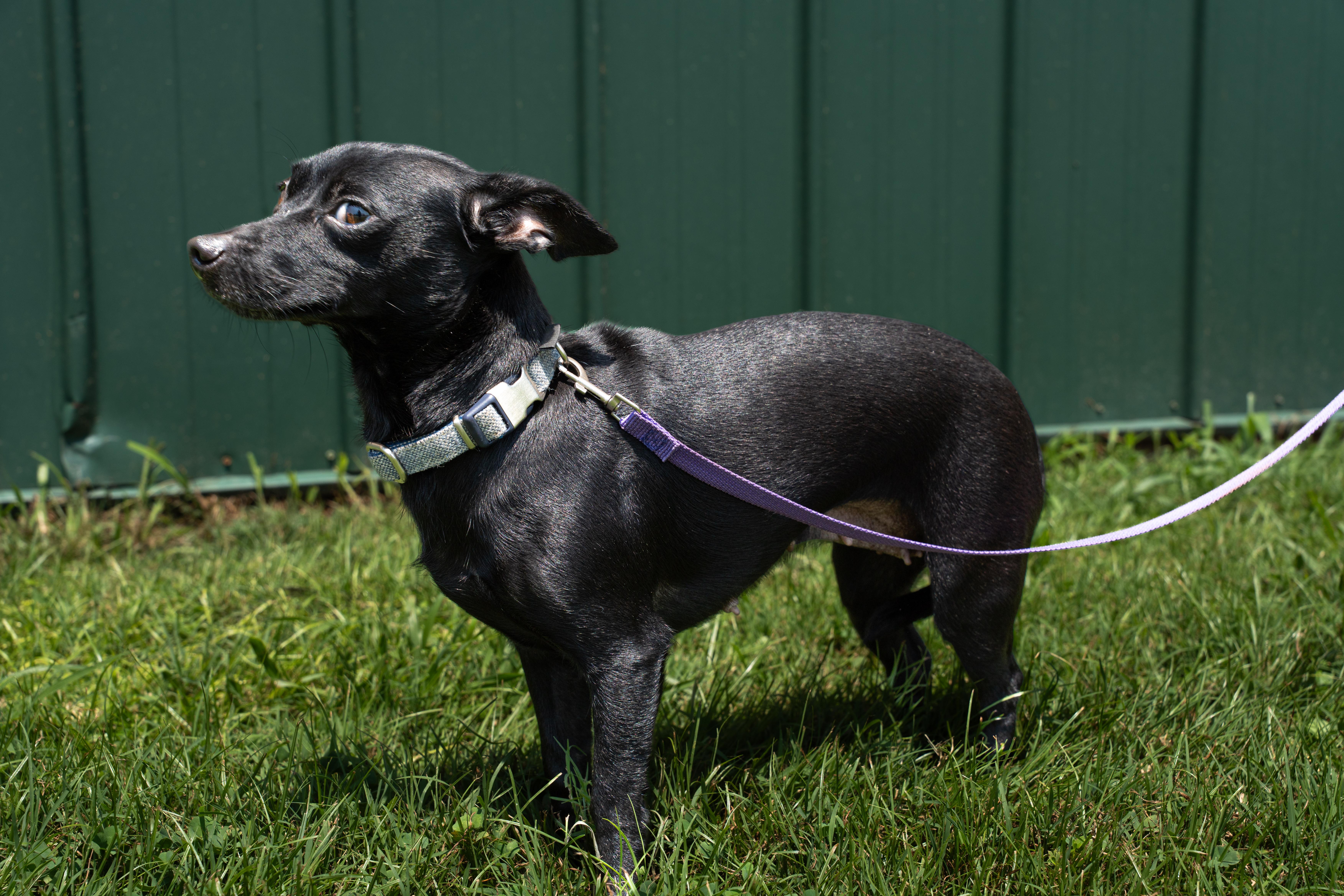 Enlarge SASSY, a Adopted mixed breed in Owensboro, KY image 2/3