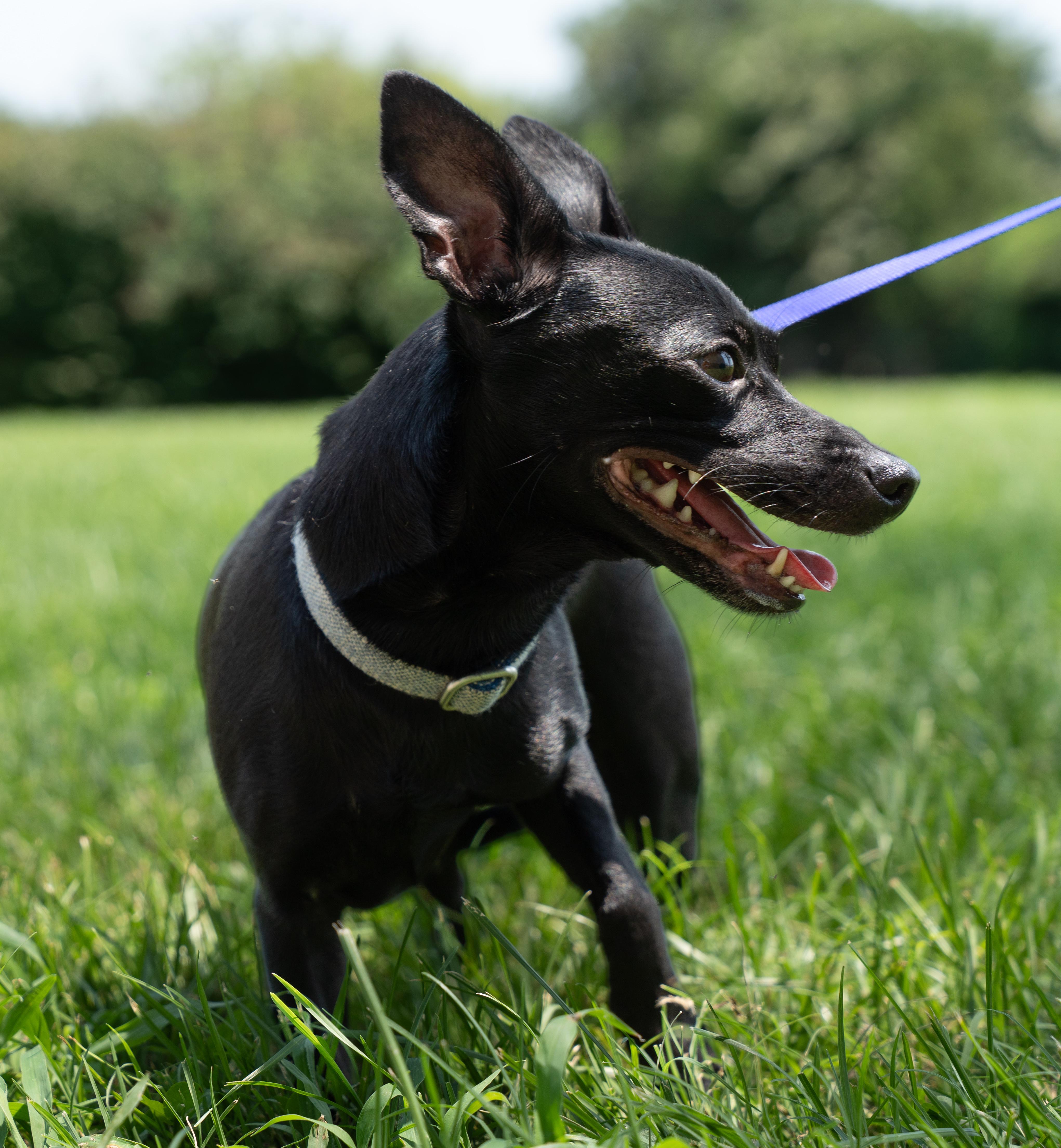 Enlarge SASSY, a Adopted mixed breed in Owensboro, KY image 3/3