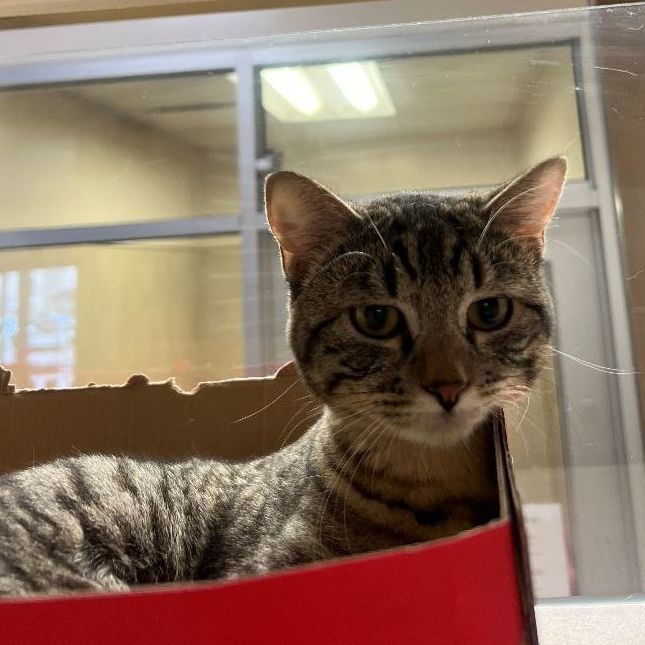 Bailee, Adopted, Young Female Domestic Short Hair.