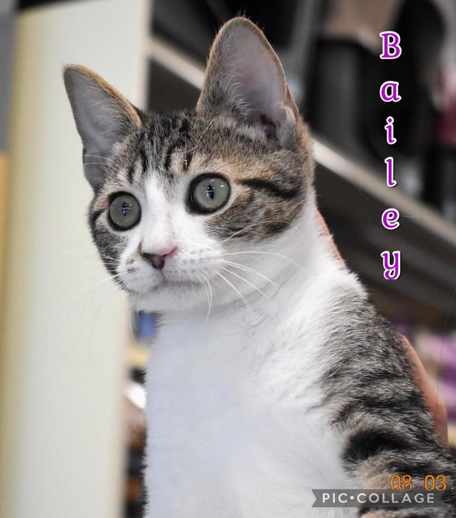 Bailey, Adoptable, Kitten Female Domestic Short Hair.
