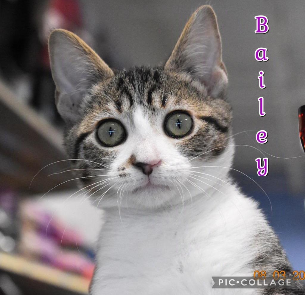 Bailey, a Adoptable mixed breed in Fort Oglethorpe, GA image 2/3