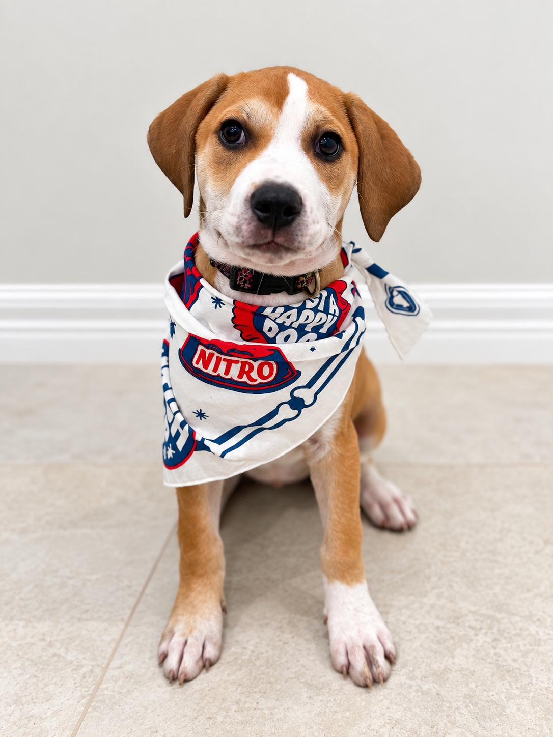 Labrador Retrievers for Adoption in Essex, Maryland | Petfinder