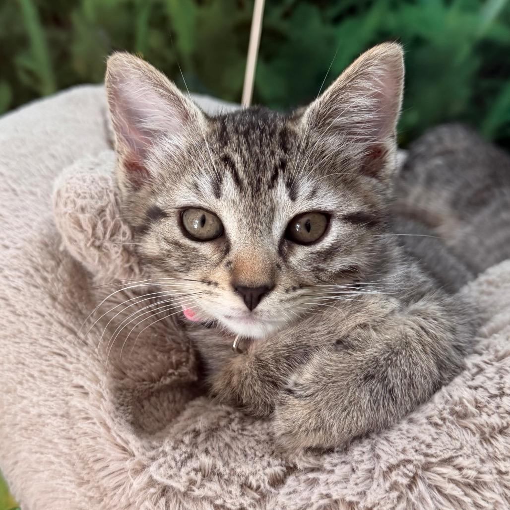 Enlarge Sam, a Adopted Domestic Short Hair in Nashville, TN image 1/2