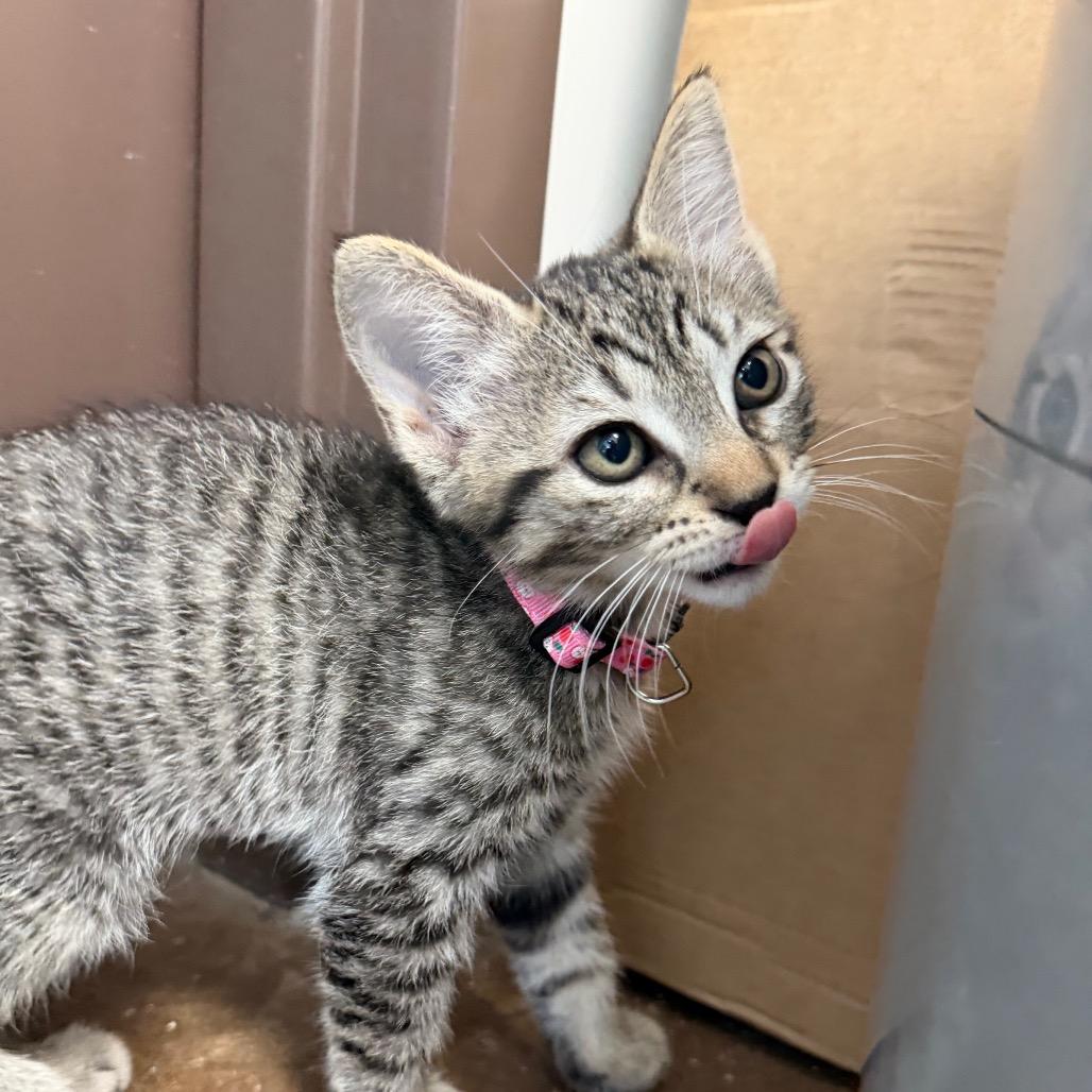 Enlarge Sam, a Adopted Domestic Short Hair in Nashville, TN image 2/2