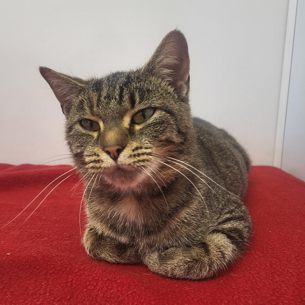 Ms Teddy Spaghetti, Adoptable, Young Female American Shorthair.