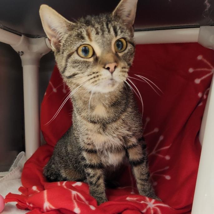 Enlarge Ms Teddy Spaghetti, a Adoptable American Shorthair in Fort Wayne, IN image 3/4