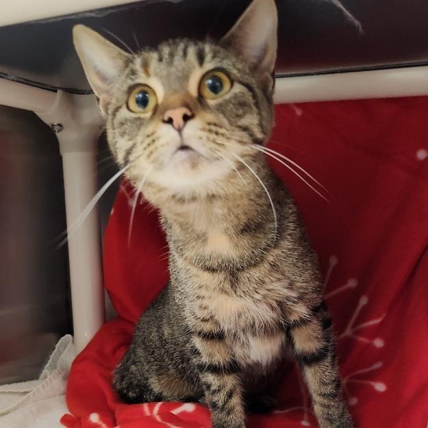 Enlarge Ms Teddy Spaghetti, a Adoptable American Shorthair in Fort Wayne, IN image 4/4