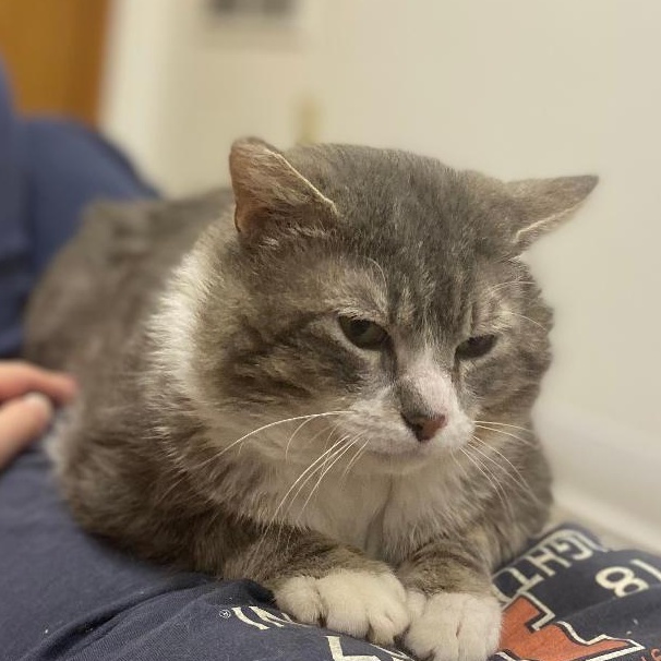 Mittens (FIV+)