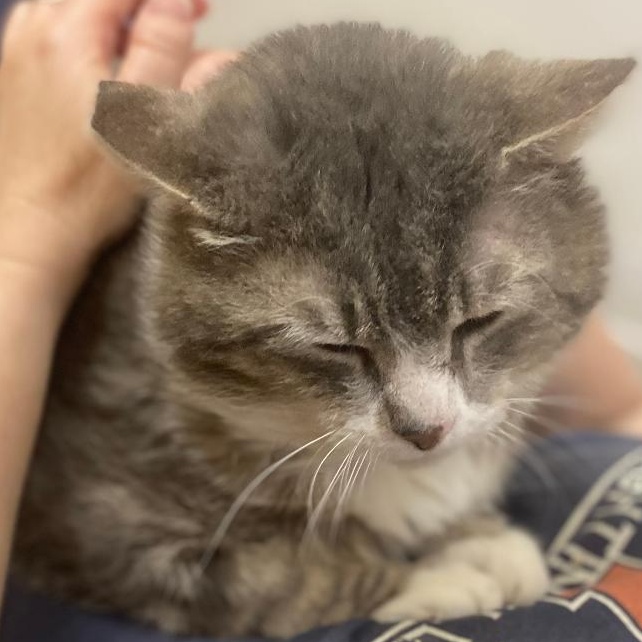 Mittens (FIV+)