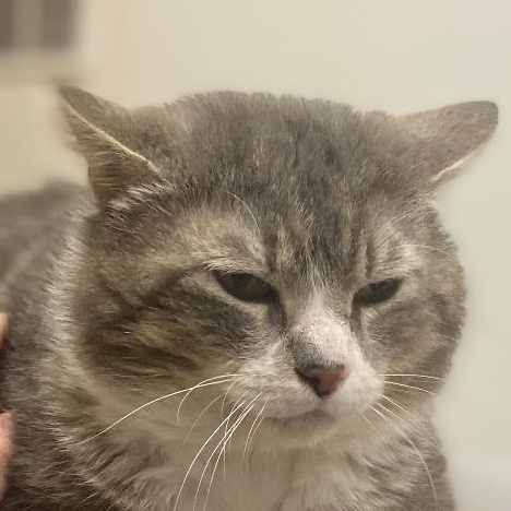 Mittens (FIV+)