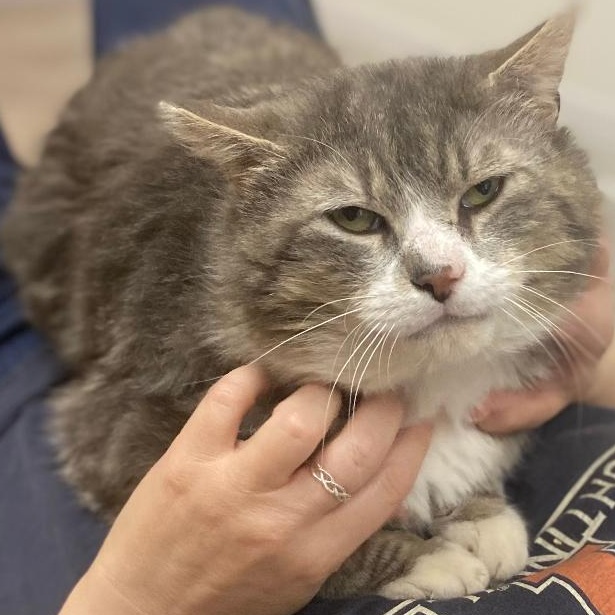 Mittens (FIV+)