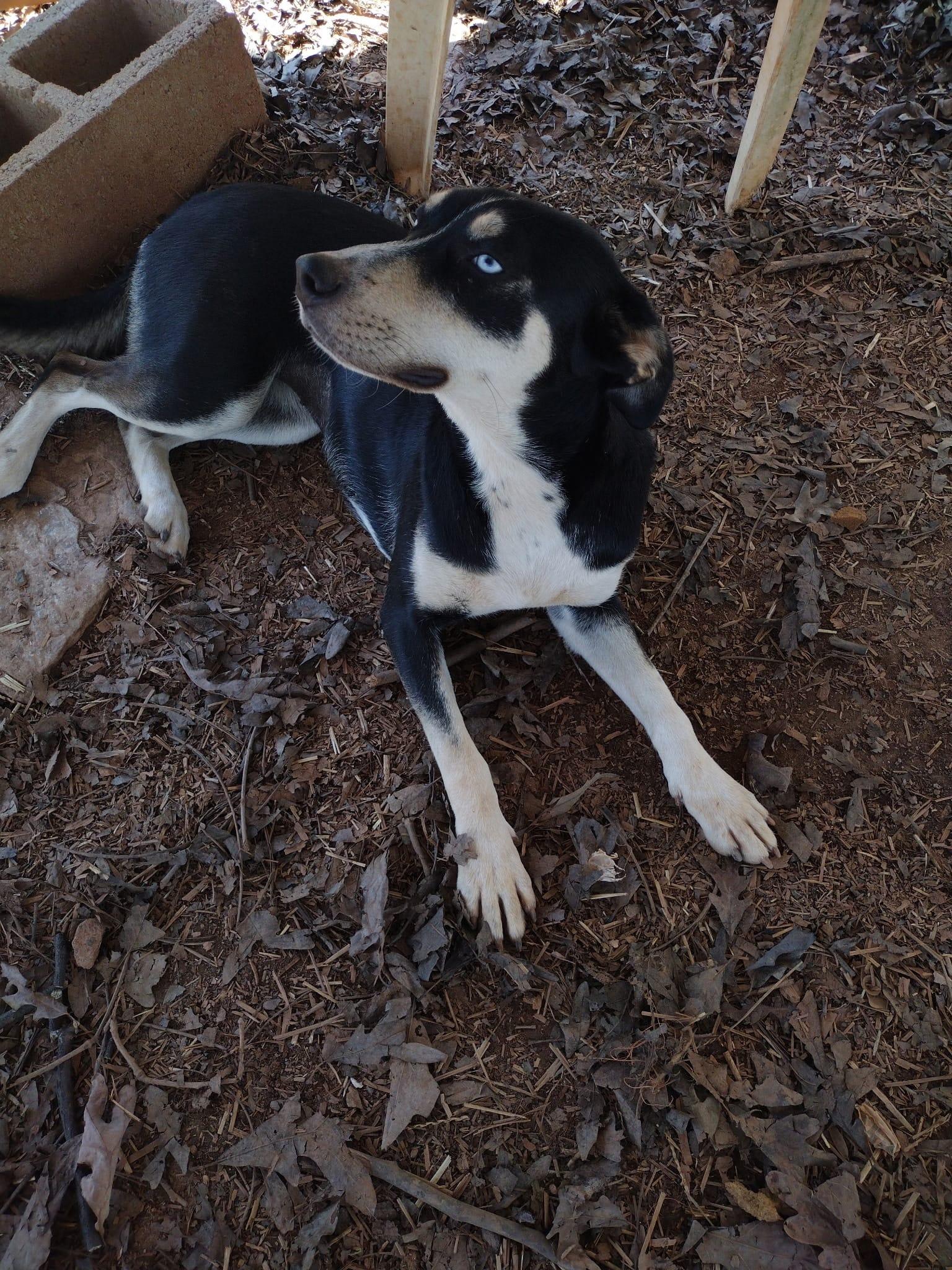 Enlarge Lilo, a Adoptable mixed breed in Hickory, NC image 3/3