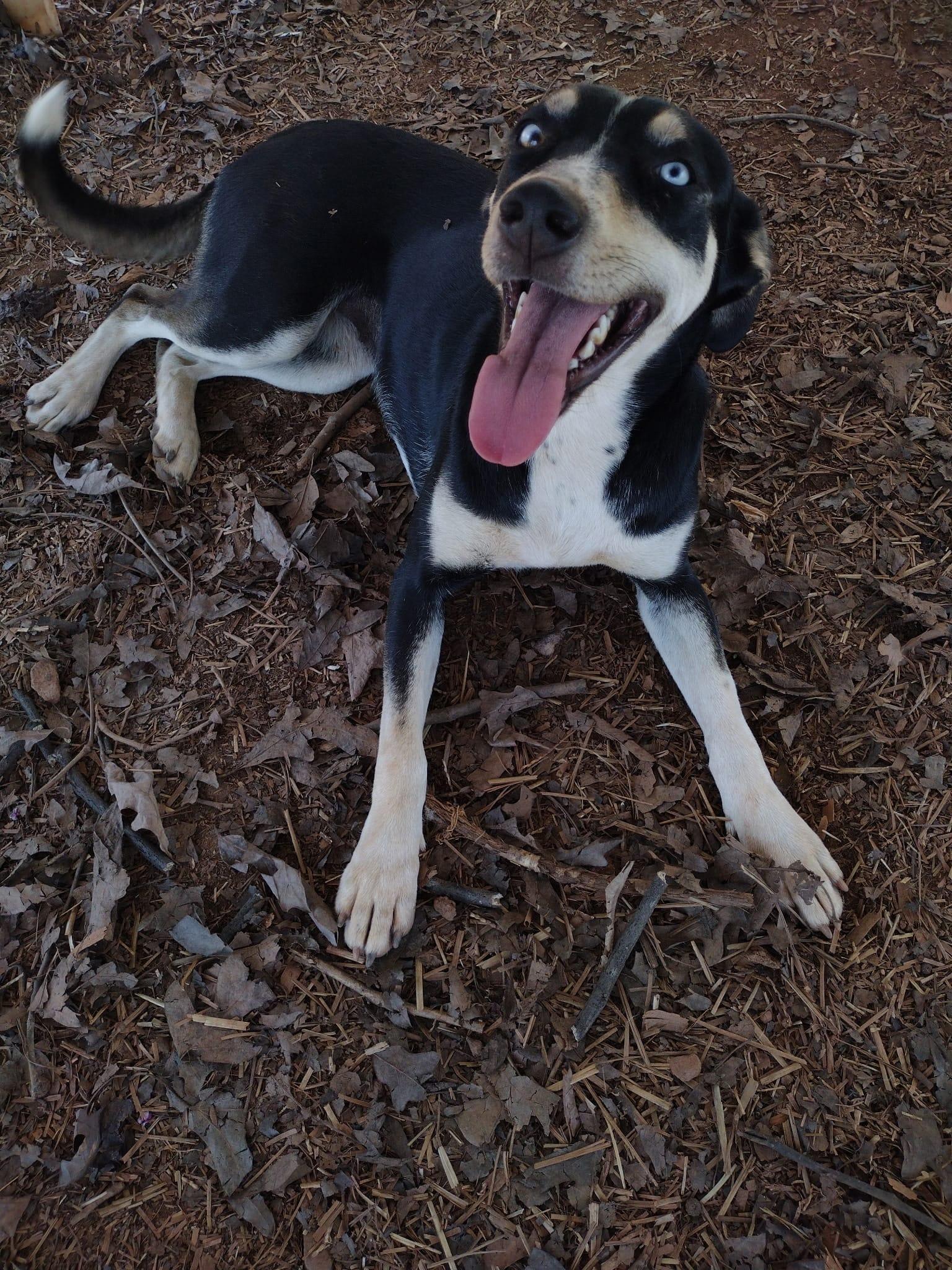 Lilo, ADOPTABLE, Young • Female, Australian Kelpie.