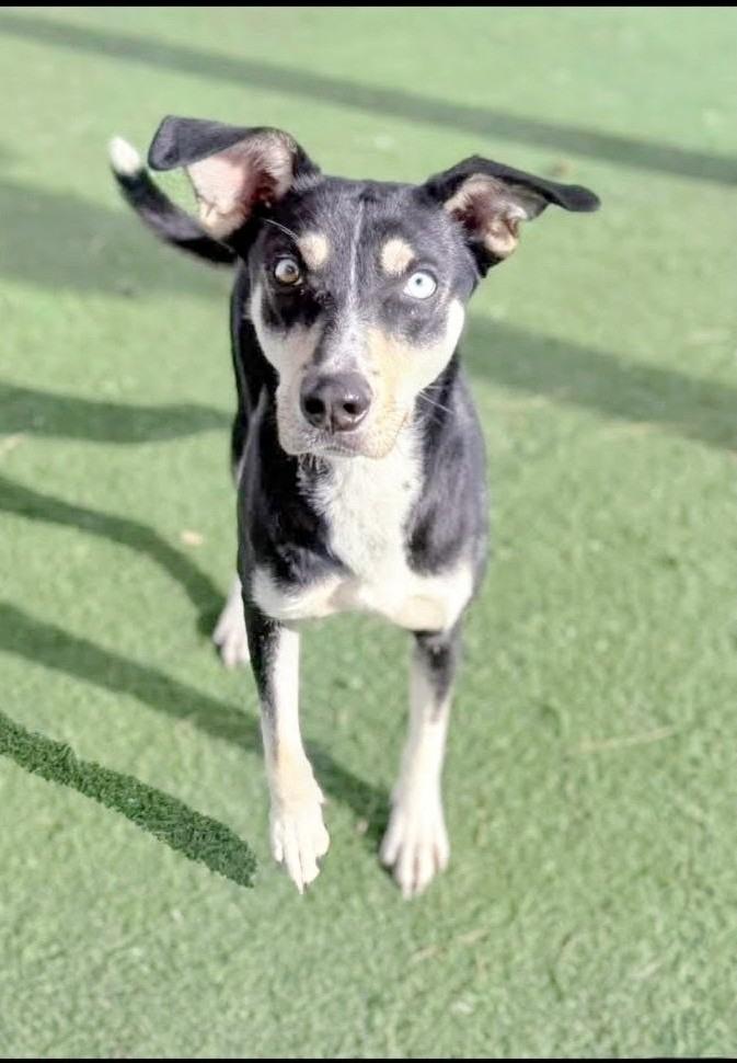 Enlarge Lilo, a Adoptable mixed breed in Hickory, NC image 2/3
