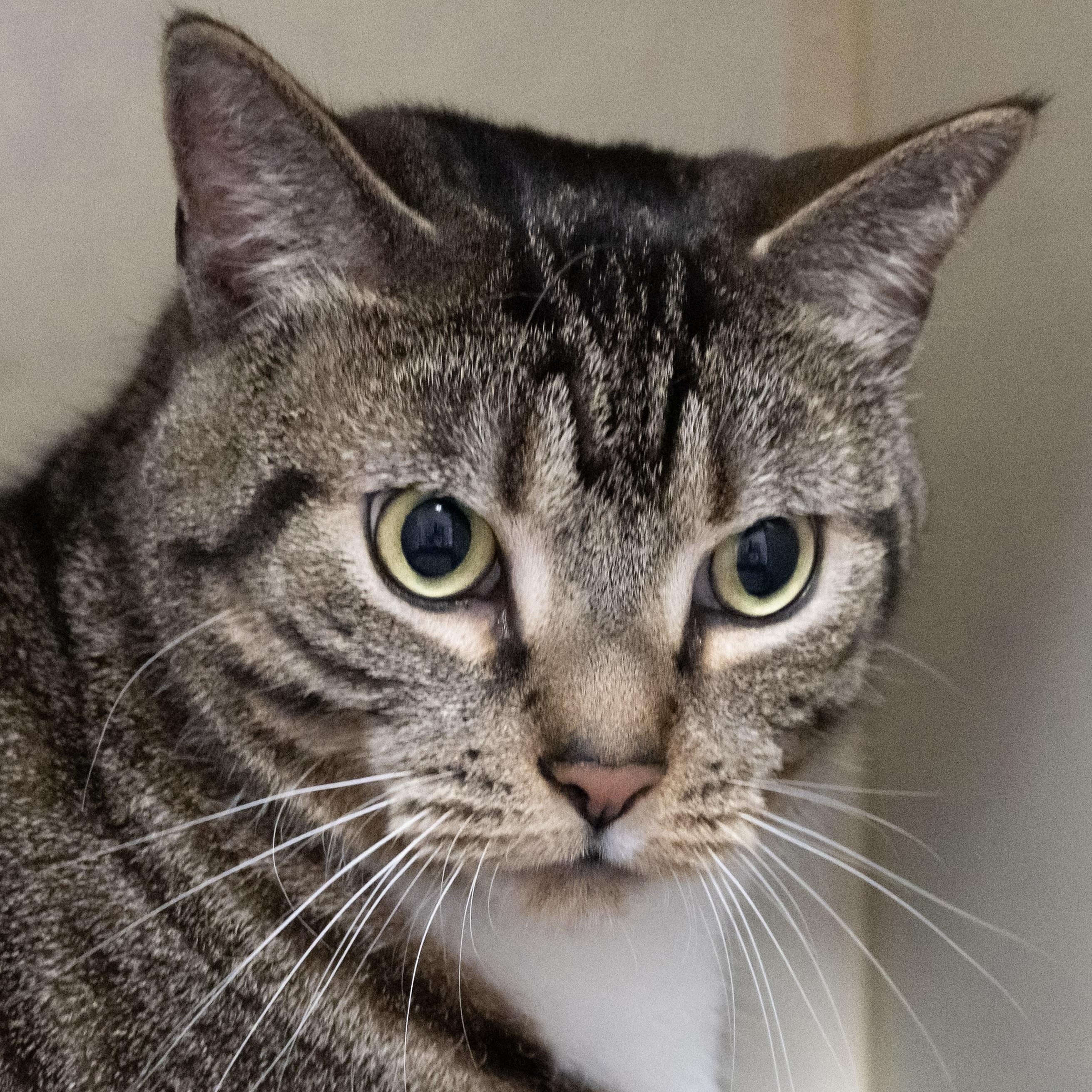 Enlarge Figaro, an adopted Domestic Short Hair in Victor, NY image 1/6