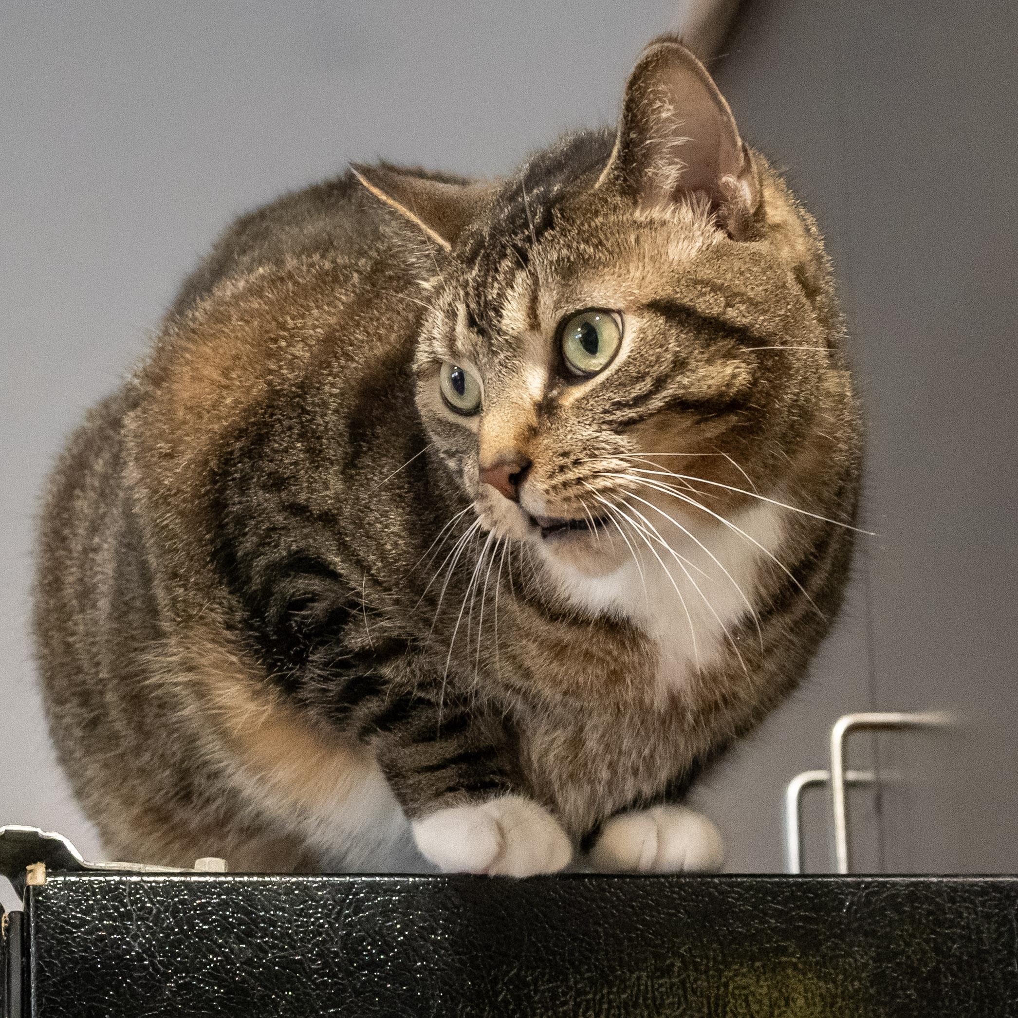 Enlarge Figaro, an adopted Domestic Short Hair in Victor, NY image 6/6