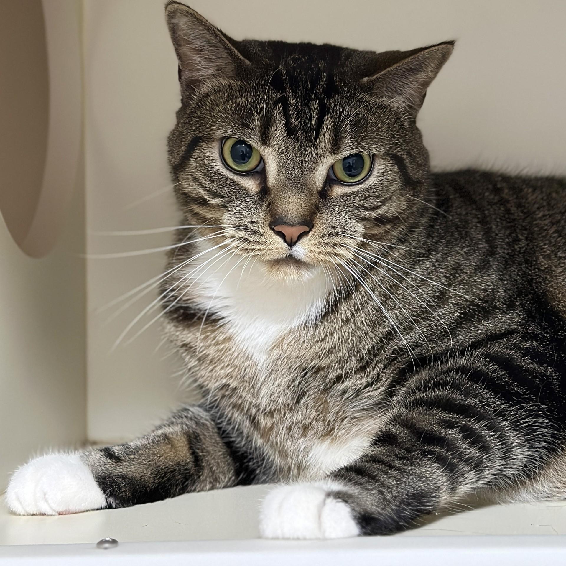 Enlarge Figaro, an adopted Domestic Short Hair in Victor, NY image 3/6