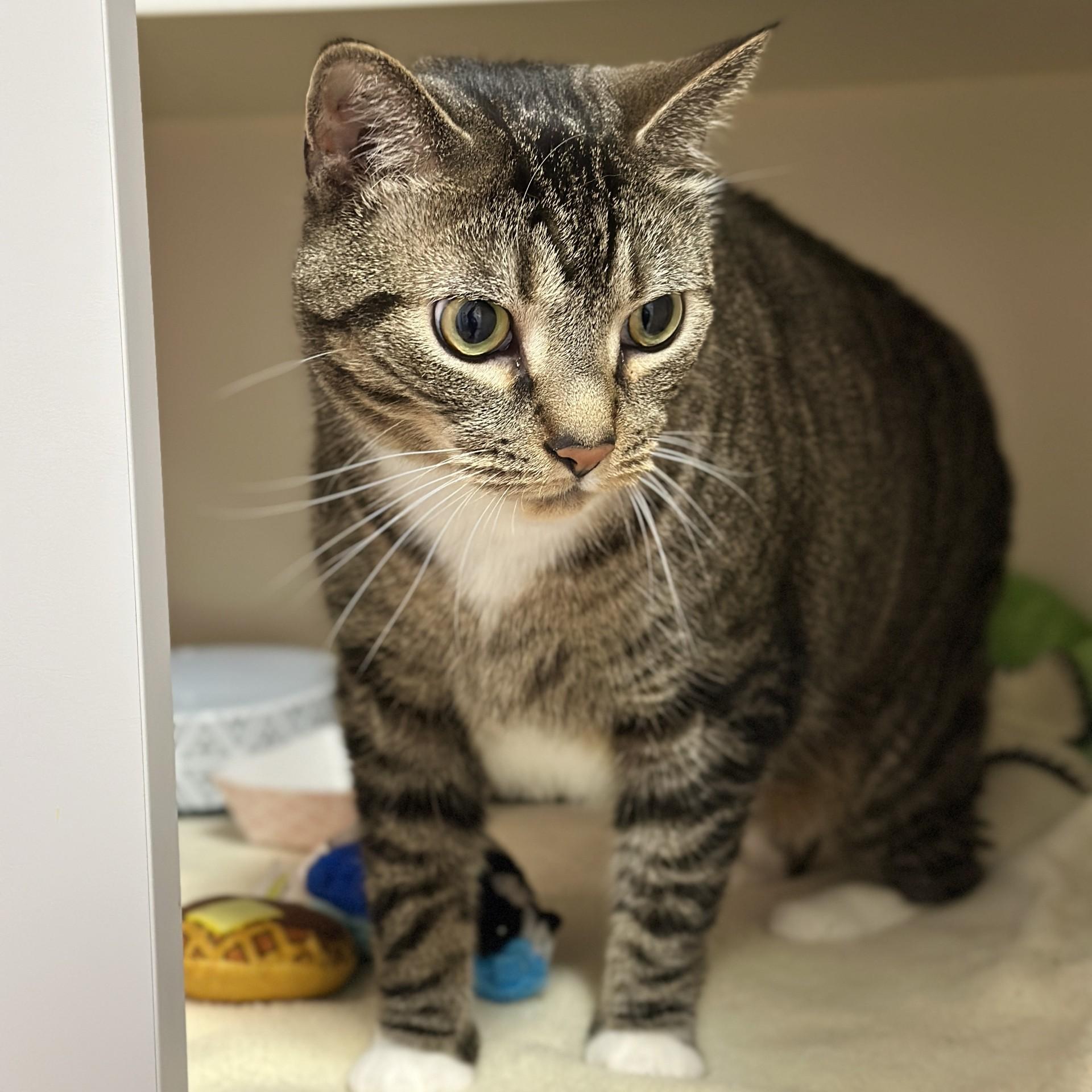 Enlarge Figaro, an adopted Domestic Short Hair in Victor, NY image 2/6