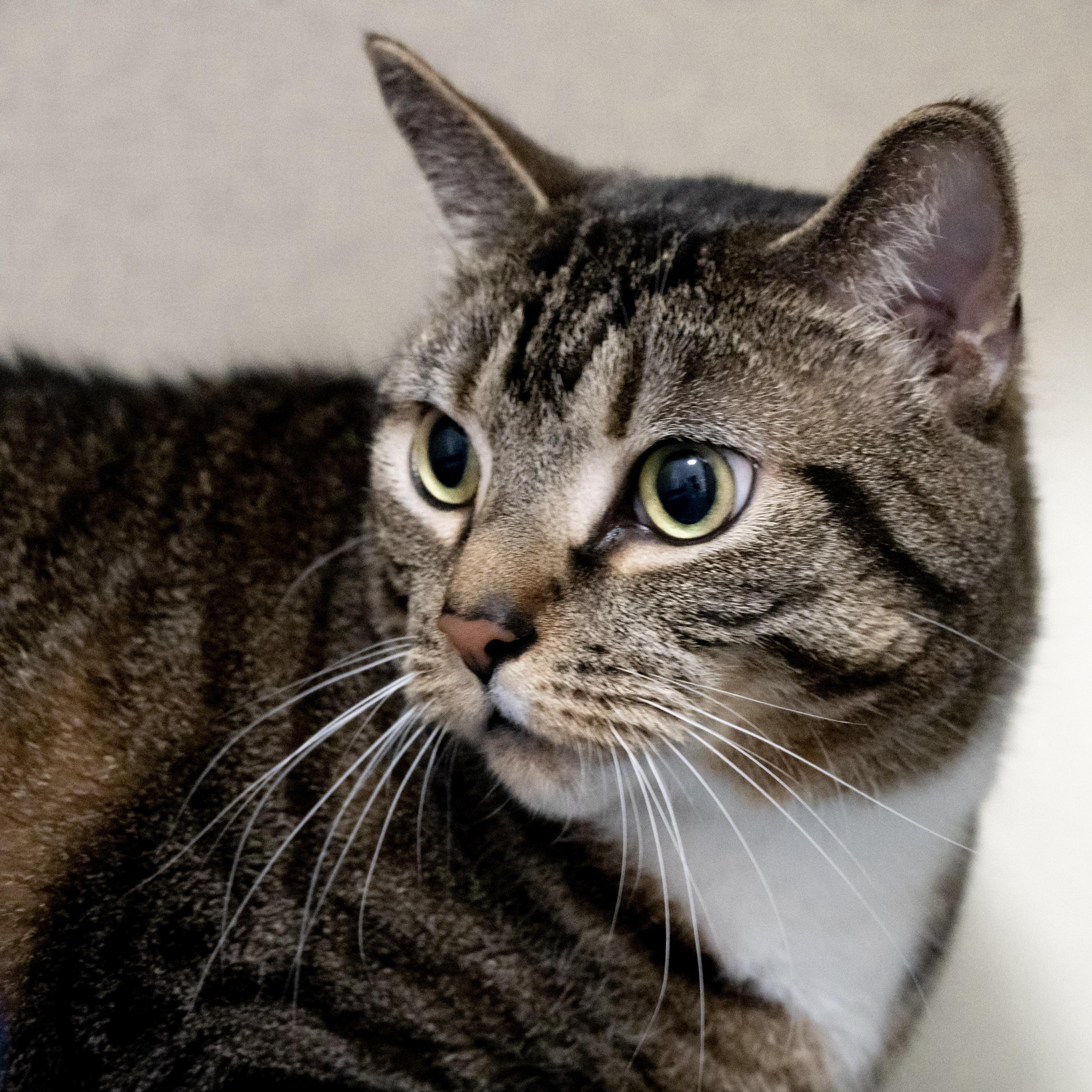 Enlarge Figaro, an adopted Domestic Short Hair in Victor, NY image 4/6