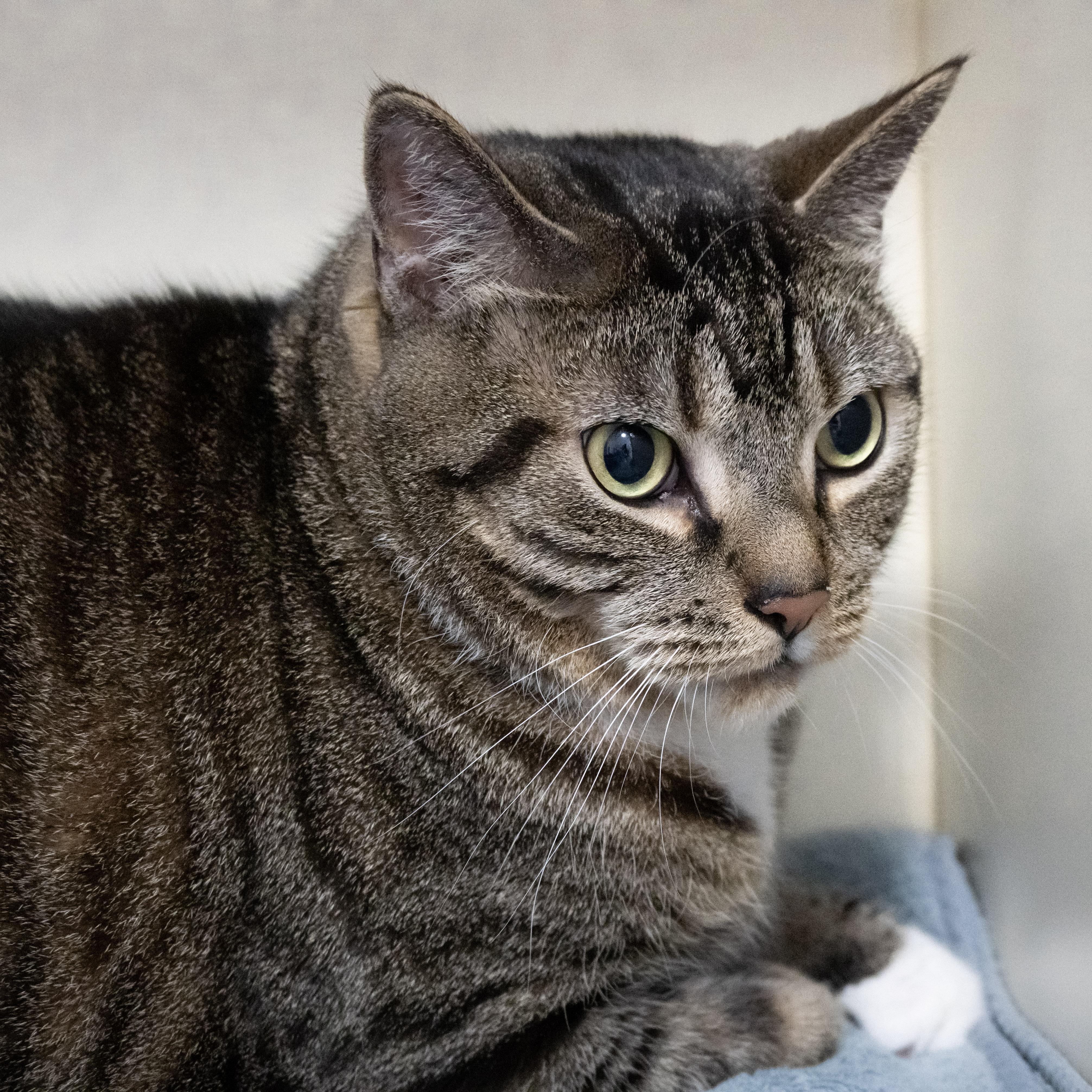 Enlarge Figaro, an adopted Domestic Short Hair in Victor, NY image 5/6