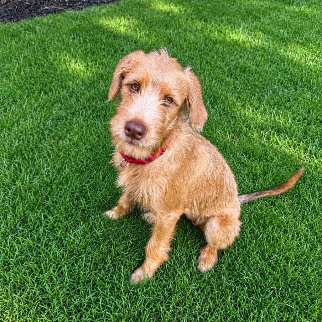 Molly, Adoptable, Young Female Irish Terrier & Poodle.