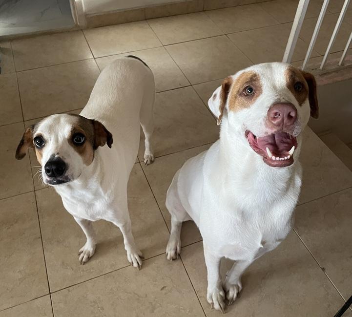 Enlarge Leelah and Luke, a ADOPTABLE mixed breed in Huntington, NY image 3/6