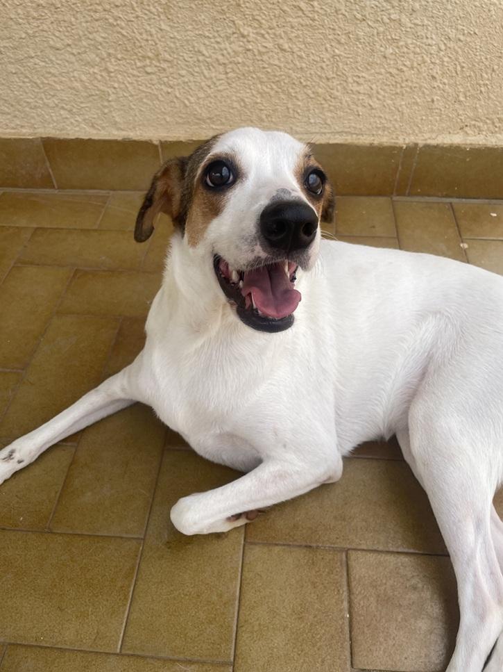 Enlarge Leelah and Luke, a ADOPTABLE mixed breed in Huntington, NY image 5/6