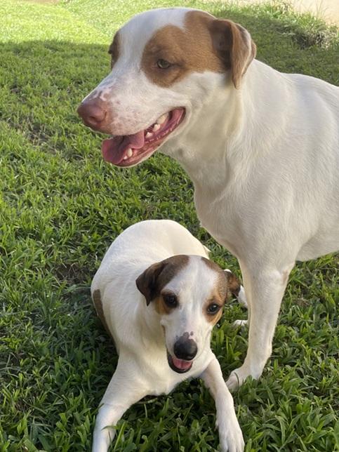 Enlarge Leelah and Luke, a ADOPTABLE mixed breed in Huntington, NY image 2/6