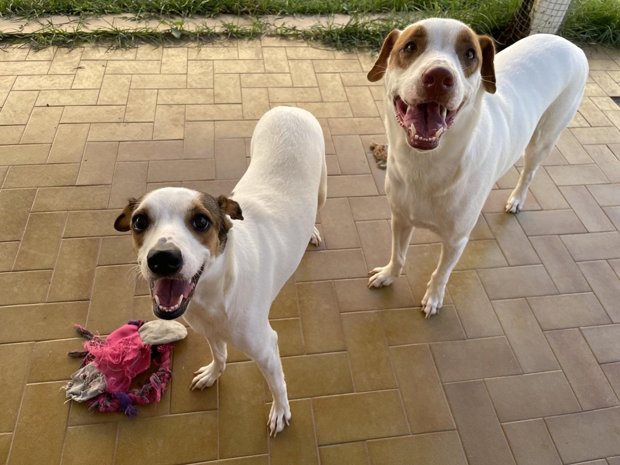Enlarge Leelah and Luke, a ADOPTABLE mixed breed in Huntington, NY image 1/6