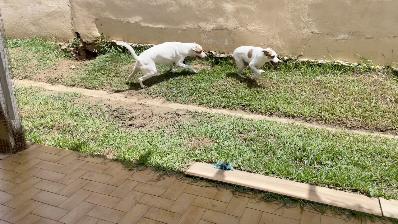 Enlarge Leelah and Luke, a ADOPTABLE mixed breed in Huntington, NY video 4/6