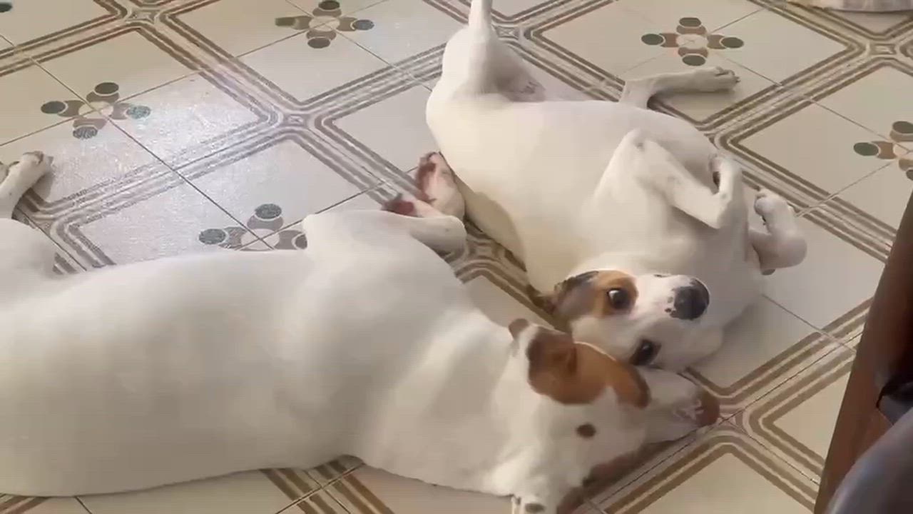 Enlarge Leelah and Luke, a ADOPTABLE mixed breed in Huntington, NY video 6/6