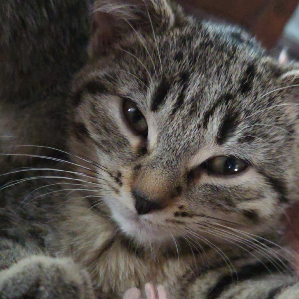 Greta Garbo, a Adoptable Domestic Short Hair in Skokie, IL image 2/6