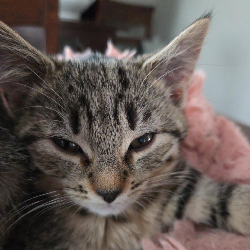 Greta Garbo, a Adoptable Domestic Short Hair in Skokie, IL image 4/6
