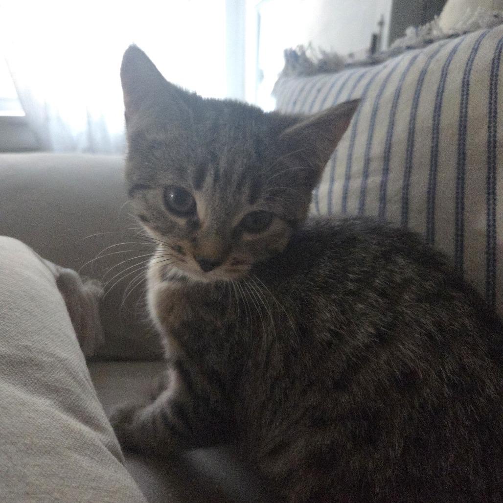 Greta Garbo, a Adoptable Domestic Short Hair in Skokie, IL image 5/6
