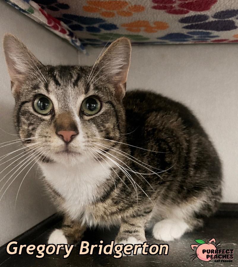 Gregory Bridgerton, a Adoptable mixed breed in Douglasville, GA image 1/2