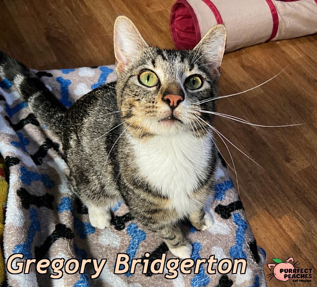 Gregory Bridgerton, a Adoptable mixed breed in Douglasville, GA image 2/2