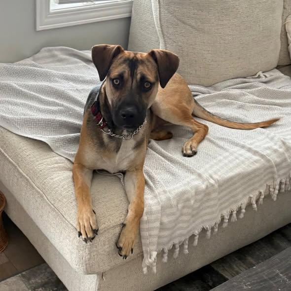 Enlarge Gringo, a ADOPTABLE mixed breed in KITCHENER, ON image 1/1