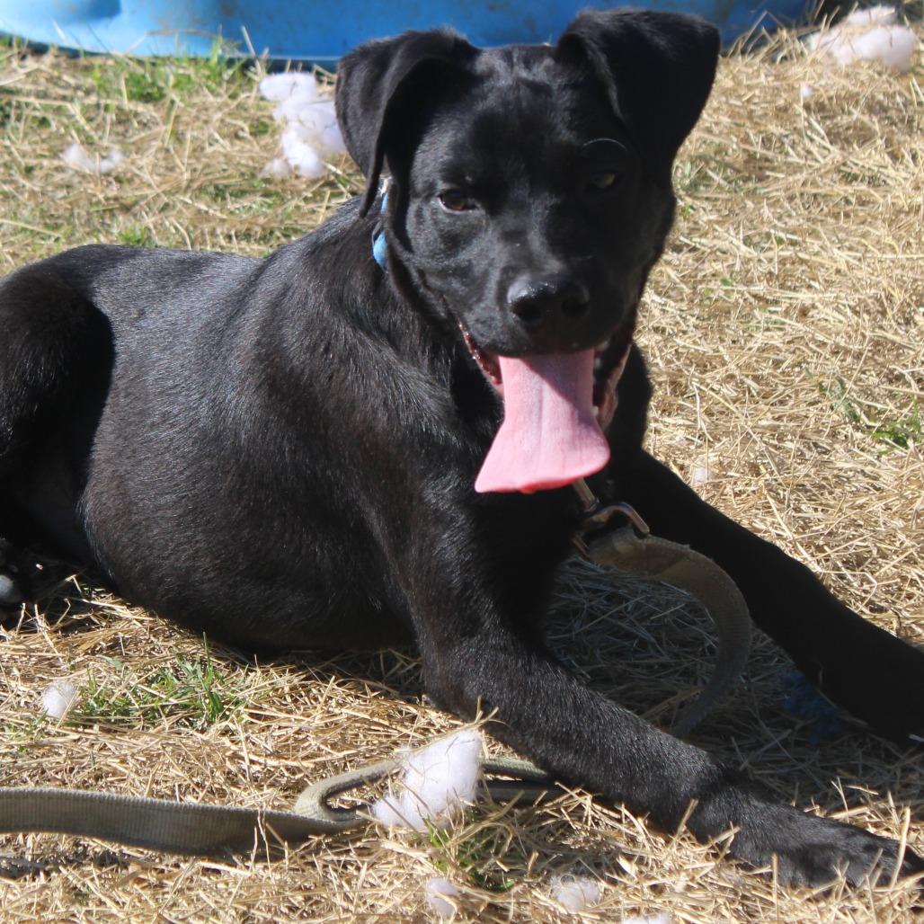 Basil, Adoptable, Puppy Male Pit Bull Terrier.